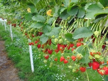 Beeren